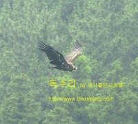 독수리가 아직도..Cinereous Vulture in ...