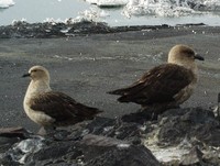 The South Polar or Antarctic Skua, Stercorarius maccormicki