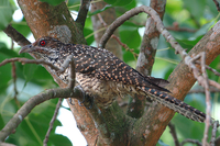 Asian Koel(Female)