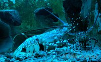 Panulirus ornatus - Ornate spiny lobster
