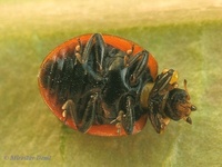 Adalia bipunctata - 2-spot Ladybird