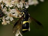 Chrysotoxum bicinctum