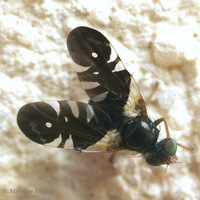 Aciura coryli