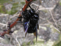 Xylocopa violacea