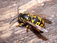 Vespula germanica - German Wasp