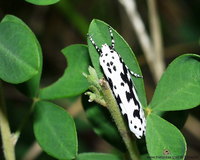 Ethmia pusiella