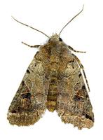 Agrochola litura - Brown-spot Pinion