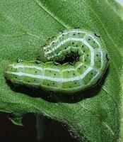 Cosmia diffinis - White-spotted Pinion