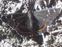 Limenitis populi - Poplar Admiral