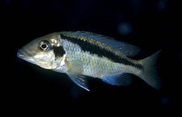 Maravichromis lateristriga, Basket hap: aquarium