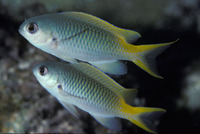 Pomachromis guamensis, Guam damsel: