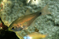 Archamia fucata, Orangelined cardinalfish: