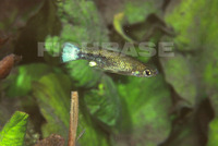 Ataeniobius toweri, Bluetail goodea: aquarium