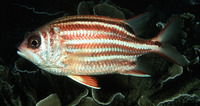 Sargocentron rubrum, Redcoat: fisheries, aquarium