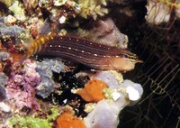 Ecsenius pictus, White-lined comb-tooth: aquarium