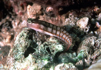 Ecsenius dilemma, : aquarium