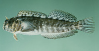 Parablennius marmoratus, Rockskipper: aquarium