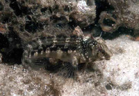 Hypleurochilus langi, :