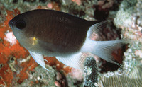 Chromis flavipectoralis, Malayan chromis: