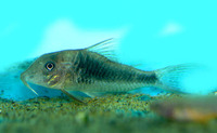 Corydoras treitlii, Longsnout corydoras: aquarium