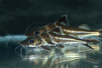 Pimelodus ornatus, : fisheries, aquarium