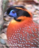 Temminck's Tragopan, Tragopan temminckii