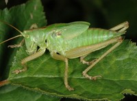 Tettigonia viridissima - Great Green Bush-Cricket