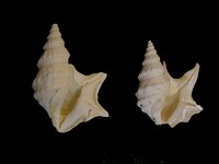 Aporrhais alata