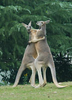 Image of: Macropus rufus (red kangaroo)