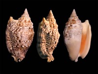 Euprotomus aurisdianae