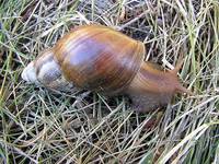 Achatina fulica - African Land Snail