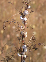 Trochoidea pyramidata