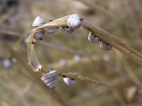 Trochoidea trochoides