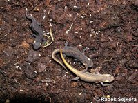 Triturus italicus - Italian Newt