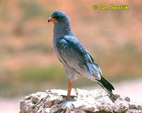 Melierax canorus - Pale Chanting-Goshawk