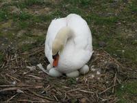 Cygnus olor - Mute Swan