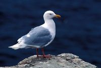 Larus hyperboreus - Glaucous Gull