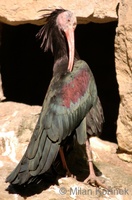 Geronticus eremita - Waldrapp