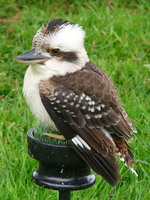 Dacelo novaeguineae - Laughing Kookaburra