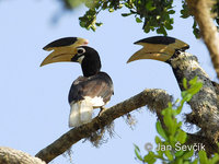Anthracoceros coronatus - Malabar Pied-Hornbill