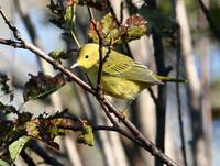 Dendroica petechia - Yellow Warbler