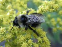 Image of: Bombus