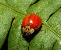 Image of: Coccinellidae (lady beetles and ladybird beetles)