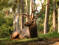 Cervus elaphus sibiricus - Siberian maral