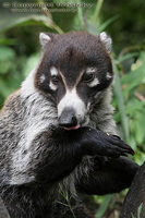 Nasua narica - White-nosed Coati