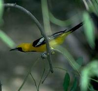 Image of: Icterus cucullatus (hooded oriole)