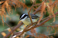 Image of: Minla ignotincta (red-tailed minla)