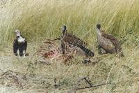 Image of: Necrosyrtes monachus (hooded vulture)