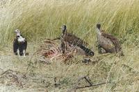 Image of: Necrosyrtes monachus (hooded vulture)