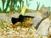 Poecilia sphenops - Black Molly